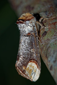 Phalera bucephala (Notodontidae)  - Bucéphale, Lunule - Buff-tip Meuse [France] 26/06/2017 - 360m