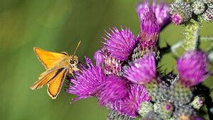 Thymelicus sylvestris (Hesperiidae)  - Hespérie de la Houque - Small Skipper Doubs [France] 28/06/2017 - 770m