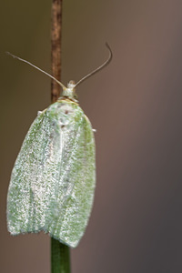 Tortrix viridana (Tortricidae)  - Green Oak Tortrix Philippeville [Belgique] 25/06/2017 - 220m