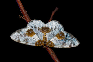 Abraxas sylvata (Geometridae)  - Zérène de l'Orme - Clouded Magpie Ain [France] 04/07/2017 - 680m