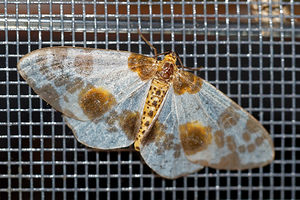 Abraxas sylvata (Geometridae)  - Zérène de l'Orme - Clouded Magpie Haute-Marne [France] 15/07/2017 - 400m