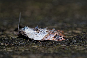 Acleris variegana (Tortricidae)  - Garden Rose Tortrix Cote-d'Or [France] 14/07/2017 - 420m