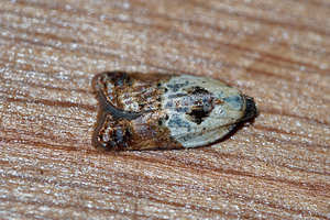 Acleris variegana (Tortricidae)  - Garden Rose Tortrix Haute-Marne [France] 15/07/2017 - 400m