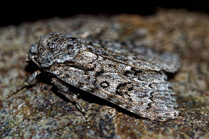 Acronicta auricoma (Noctuidae)  - Chevelure dorée - Scarce Dagger Haute-Marne [France] 15/07/2017 - 400m