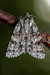 Acronicta auricoma (Noctuidae)  - Chevelure dorée - Scarce Dagger Haute-Marne [France] 15/07/2017 - 400m