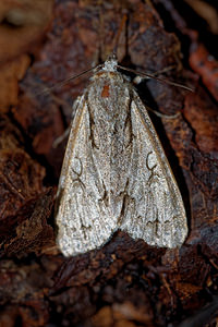 Acronicta psi ou tridens (Noctuidae)  - Psi - Trident - Grey/Dark Dagger Haute-Marne [France] 15/07/2017 - 400m