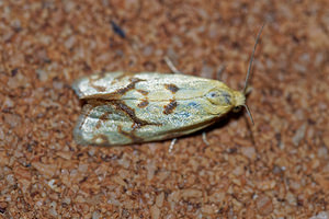 Agapeta hamana (Tortricidae)  Doubs [France] 12/07/2017 - 610m