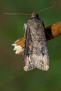 Agrotis puta (Noctuidae)  - Noctuelle des Renouées - Shuttle-shaped Dart Ardennes [France] 16/07/2017 - 160m