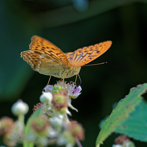 Argynnis paphia (Nymphalidae)  - Tabac d'Espagne, Nacré vert, Barre argentée, Empereur - Silver-washed Fritillary Ain [France] 06/07/2017 - 550m