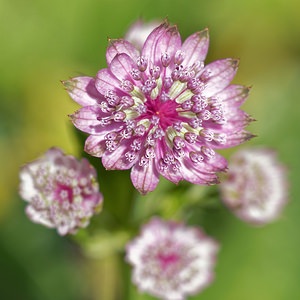 Astrantia major (Apiaceae)  - Grande astrance, Astrance élevée, Grande radiaire - Astrantia Jura [France] 04/07/2017 - 1410m