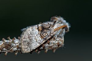 Colocasia coryli (Noctuidae)  - Noctuelle du Coudrier - Nut-tree Tussock Cote-d'Or [France] 14/07/2017 - 420m