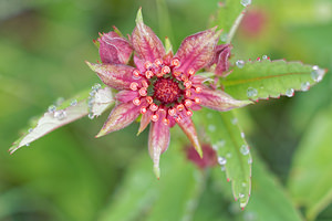 Comarum palustre (Rosaceae)  - Comaret des marais, Potentille des marais - Marsh Cinquefoil Jura [France] 02/07/2017 - 1200m