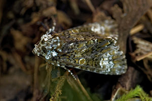 Craniophora ligustri (Noctuidae)  - Troënière - Coronet Ain [France] 04/07/2017 - 790m