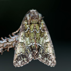 Craniophora ligustri (Noctuidae)  - Troënière - Coronet Cote-d'Or [France] 14/07/2017 - 420m