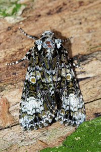 Craniophora ligustri (Noctuidae)  - Troënière - Coronet Ardennes [France] 16/07/2017 - 160m