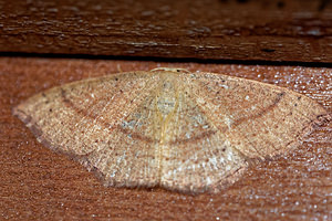 Cyclophora quercimontaria (Geometridae)  - Ephyre de Bastelberger Haute-Marne [France] 15/07/2017 - 400m