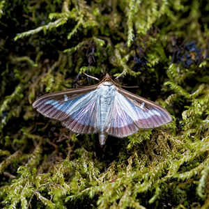 Cydalima perspectalis (Crambidae)  - Pyrale du buis - Box tree moth Ain [France] 06/07/2017 - 410m