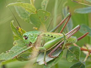 Decticus verrucivorus (Tettigoniidae)  - Dectique verrucivore - Wart-biter Jura [France] 03/07/2017 - 1130m