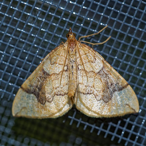 Eulithis populata (Geometridae)  - Cidarie du Peuplier - Northern Spinach Jura [France] 09/07/2017 - 1030m