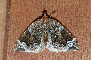 Eulithis prunata (Geometridae)  - Cidarie du Prunier - Phoenix Ain [France] 03/07/2017 - 800m