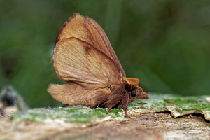 Euthrix potatoria (Lasiocampidae)  - Buveuse - Drinker Ardennes [France] 16/07/2017 - 160m