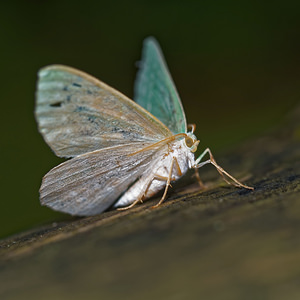 Geometra papilionaria (Geometridae)  - Grande Naïade, Papillonaire - Large Emerald Ain [France] 03/07/2017 - 810m