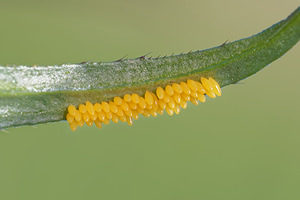 Harmonia axyridis (Coccinellidae)  - Coccinelle asiatique, Coccinelle arlequin - Harlequin ladybird, Asian ladybird, Asian ladybeetle Jura [France] 03/07/2017 - 1130m