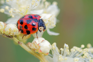 Harmonia axyridis (Coccinellidae)  - Coccinelle asiatique, Coccinelle arlequin - Harlequin ladybird, Asian ladybird, Asian ladybeetle Jura [France] 03/07/2017 - 1130m