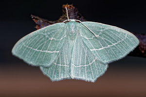 Hemistola chrysoprasaria (Geometridae)  - Hémithée printanière - Small Emerald Cote-d'Or [France] 14/07/2017 - 420m