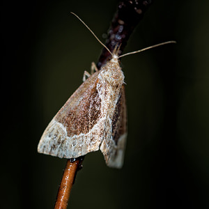 Hypena crassalis (Erebidae)  - Noctuelle épaissie - Beautiful Snout Vosges [France] 13/07/2017 - 970m