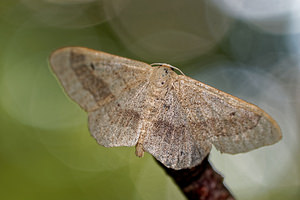 Idaea aversata (Geometridae)  - Impolie, l'Acidalie détournée - Riband Wave Haute-Marne [France] 15/07/2017 - 400m