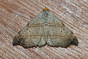 Laspeyria flexula (Erebidae)  - Crochet - Beautiful Hook-tip Vosges [France] 13/07/2017 - 970m