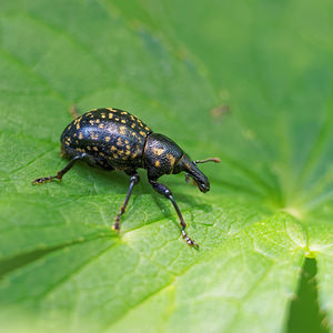 Liparus germanus (Curculionidae)  Jura [France] 04/07/2017 - 1380m