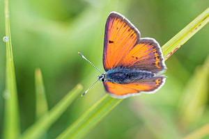 Lycaena hippothoe (Lycaenidae)  - Cuivré écarlate - Purple-edged Copper Jura [France] 02/07/2017 - 1200m