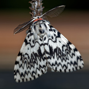 Lymantria monacha Nonne Black Arches