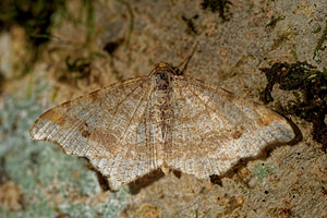 Macaria alternata (Geometridae)  - Philobie alternée Ain [France] 04/07/2017 - 790m