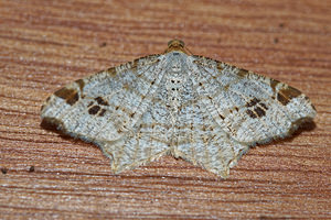 Macaria notata (Geometridae)  - Philobie tachetée - Peacock Moth Haute-Marne [France] 15/07/2017 - 400m