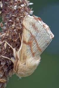 Malacosoma castrense (Lasiocampidae)  - Livrée des prés - Ground Lackey Jura [France] 03/07/2017 - 1140m
