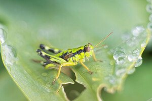 Miramella alpina (Acrididae)  - Miramelle alpestre Jura [France] 02/07/2017 - 1200m