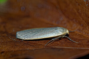 Nyea lurideola (Erebidae)  - Lithosie complanule, Lithosie plombée - Common Footman Haute-Marne [France] 15/07/2017 - 400m