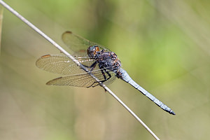 Orthetrum coerulescens (Libellulidae)  - Orthétrum bleuissant - Keeled Skimmer  [France] 15/07/2017 - 360m