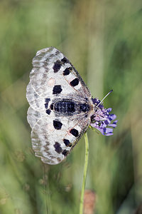 Parnassius apollo (Papilionidae)  - Apollon, Parnassien apollon - Apollo Jura [France] 03/07/2017 - 1240m