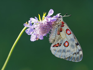 Parnassius apollo Apollon, Parnassien apollon Apollo