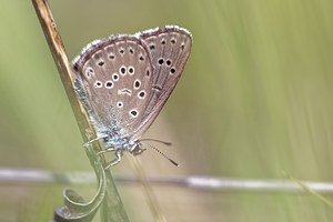 Phengaris alcon (Lycaenidae)  - Azuré de la Croisette, Argus bleu marine Haute-Marne [France] 15/07/2017 - 460m