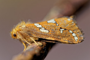 Phymatopus hecta (Hepialidae)  - Hépatique, Hépiale de la Fougère, Patte-en-Masse - Gold Swift Vosges [France] 13/07/2017 - 970m