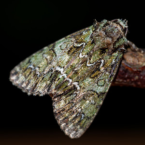 Polyphaenis sericata (Noctuidae)  - Noctuelle du Camérisier Cote-d'Or [France] 14/07/2017 - 420m