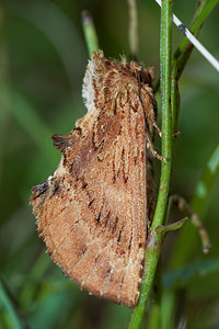 Ptilodon capucina (Notodontidae)  - Crête-de-Coq - Coxcomb Prominent Ardennes [France] 16/07/2017 - 160m