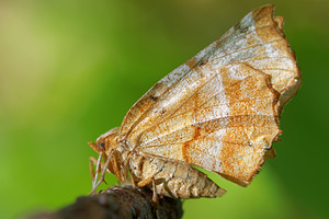 Selenia dentaria (Geometridae)  - Ennomos illunaire - Early Thorn Haute-Marne [France] 15/07/2017 - 400m