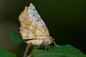 Selenia dentaria (Geometridae)  - Ennomos illunaire - Early Thorn Haute-Marne [France] 15/07/2017 - 400m