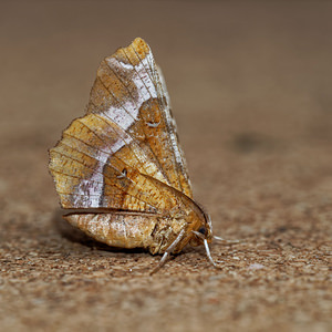 Selenia tetralunaria (Geometridae)  - Ennomos illustre - Purple Thorn Ardennes [France] 16/07/2017 - 160m